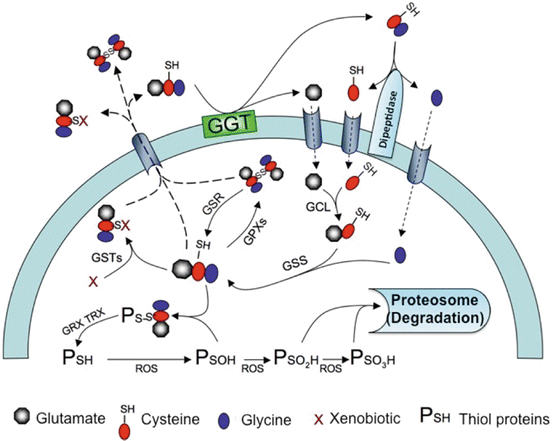 gsr glutathione Your Complete Guide to Glutathione