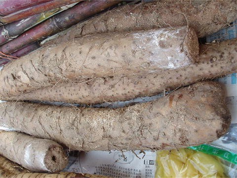 Dioscorea Oppositifolia Ou Igname Japonaise - Plant Grimpant Vivace