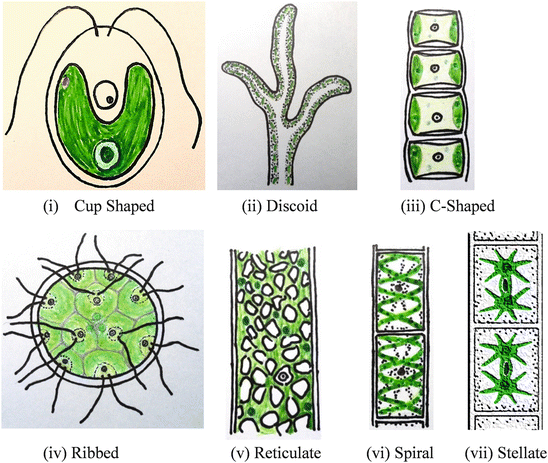 Shape of chloroplast in higher plant is: (A) Cup-shaped (B) Girdle