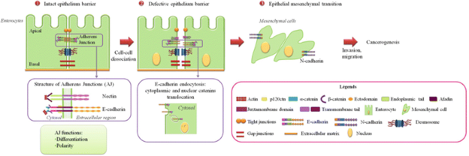 Pals1 deletion causes cell-in-cell (CIC) structures in cortical