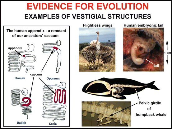 The Evidence for Evolution | SpringerLink The Evidence for Evolution | SpringerLink