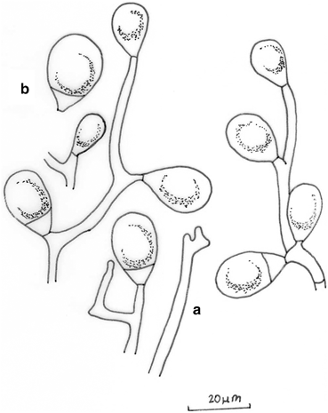 figure 36