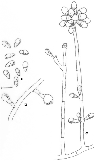 figure 65