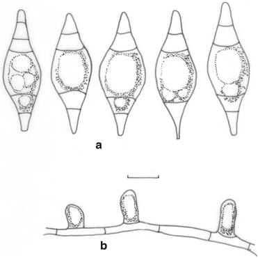 figure 81