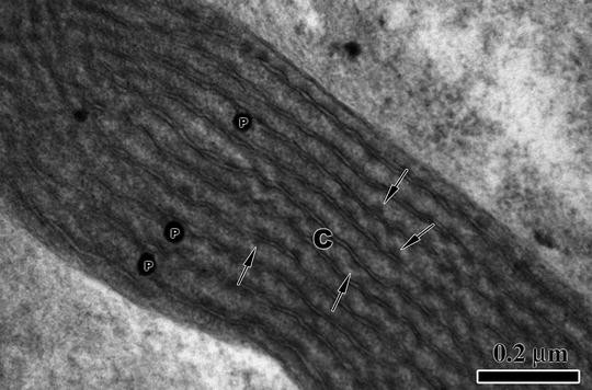 Ultra Structure of Chloroplast in Algae : Plantlet