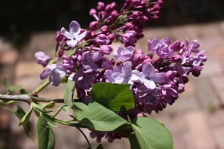 Syringa vulgaris