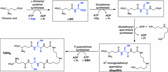 Beyond Glutathione: Different Low Molecular Weight Thiols as Mediators of Redox Regulation and Other Metabolic Functions in Lower Organisms