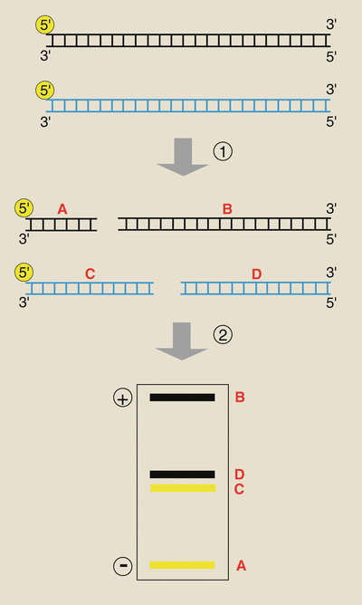 figure 32