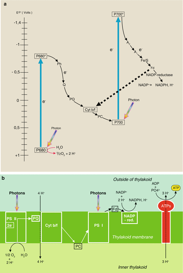 figure 28