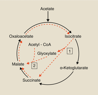 figure 40