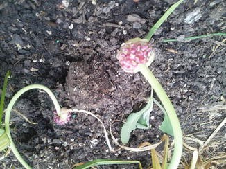 Allium Sativum Springerlink