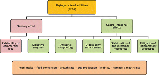 Phytogenic Feed Additives in Animal Nutrition | SpringerLink