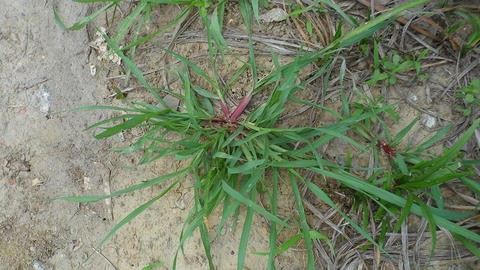 NParks  Eleusine indica