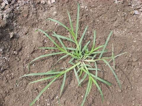 NParks  Eleusine indica