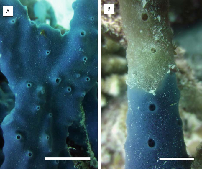 Response of Sponge Microbiomes to Environmental Variations | SpringerLink