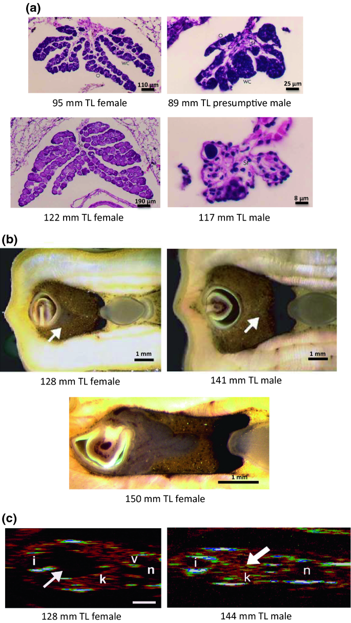 The Lamprey Gonad | SpringerLink