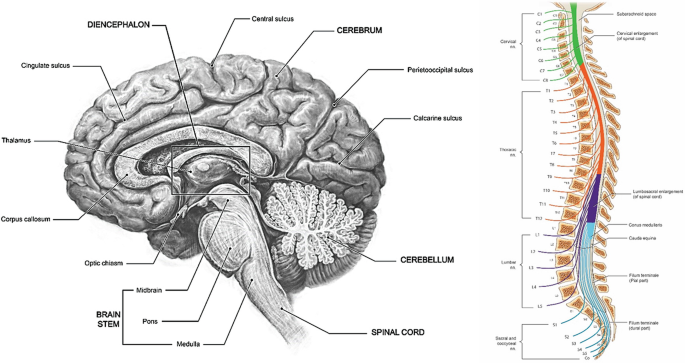 Central Nervous System (CNS) | SpringerLink