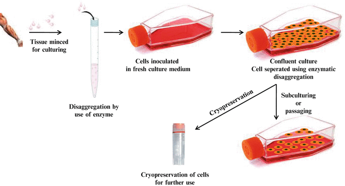 Animal Cell Culture and Cryopreservation | SpringerLink Animal Cell Culture and Cryopreservation | SpringerLink