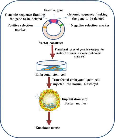 Transgenic Animals and Plants | SpringerLink Transgenic Animals and Plants | SpringerLink