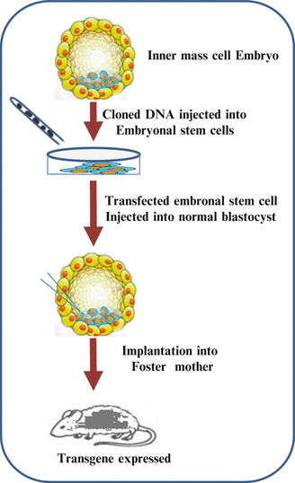 Transgenic Animals and Plants | SpringerLink Transgenic Animals and Plants | SpringerLink