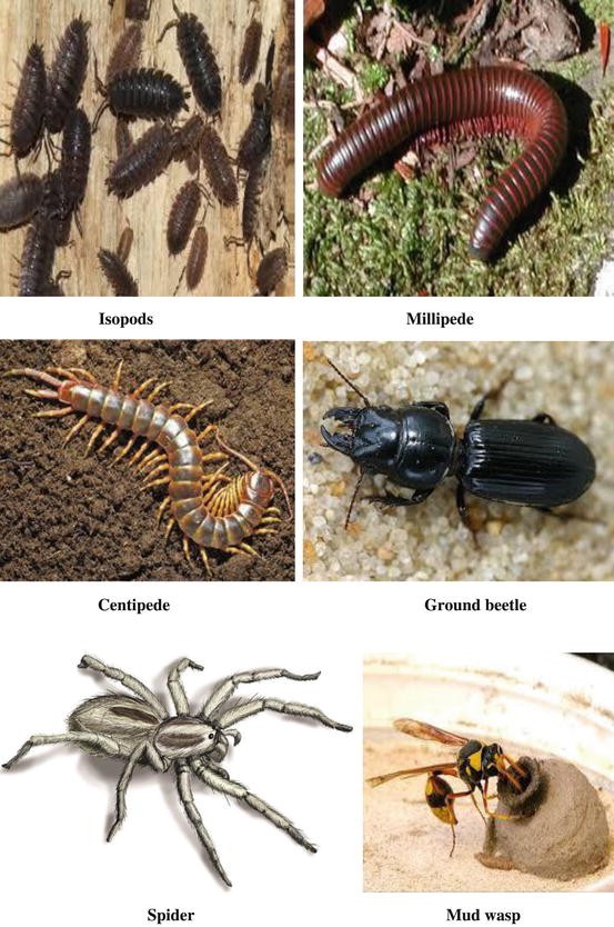 Soil Biodiversity and Arthropods: Role in Soil Fertility | SpringerLink