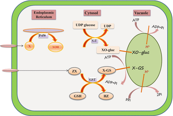 glutathione-mediated detoxification Glutathione Homeostasis A Prerequisite to Maintain Root System Architecture in Plants | Journal of Soil Science and Plant Nutrition Glutathione Depletion and Stalwart Anticancer