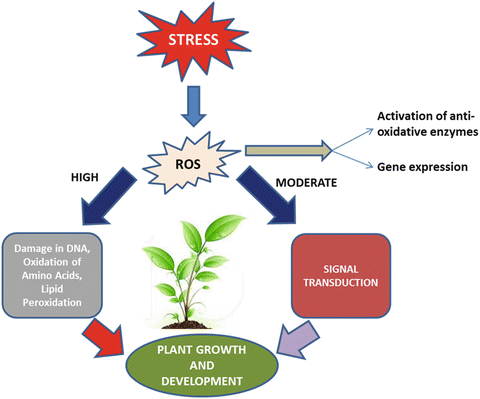 Developing Stress-Tolerant Plants by Manipulating Components Involved in Oxidative  Stress | SpringerLink