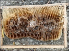 Buy Bee Swarm Lure 10 Ml Honeybee Swarm Bait Online in India 