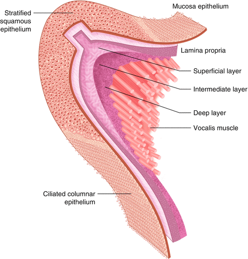 Age-Related Histological Changes of the Vocal Folds | SpringerLink