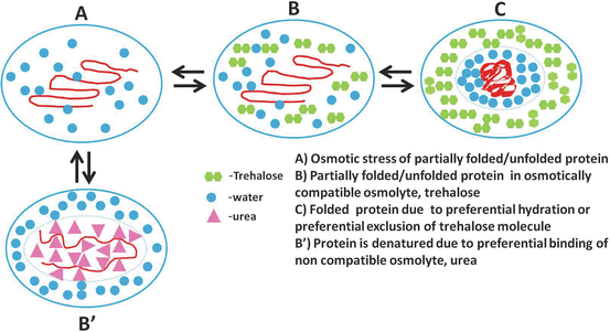 Regulation of Cell Volume by Osmolytes | SpringerLink