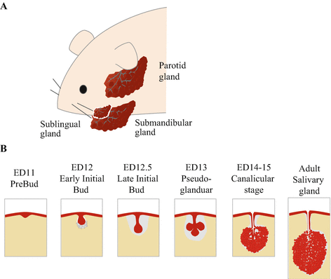 Salivary gland function, development, and regeneration