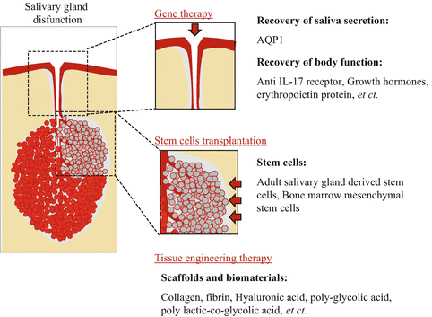 Salivary gland function, development, and regeneration