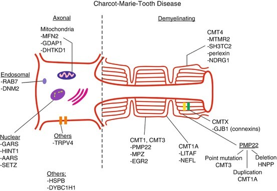Charcot–Marie–Tooth Disease | SpringerLink