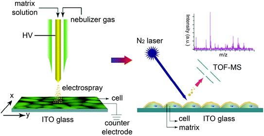 figure 29