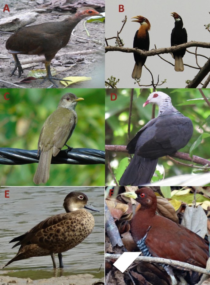 Avifauna of Andaman and Nicobar Islands with an Updated Checklist | SpringerLink Avifauna of Andaman and Nicobar Islands with an Updated Checklist | SpringerLink