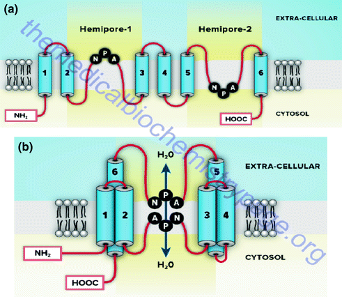 figure 24