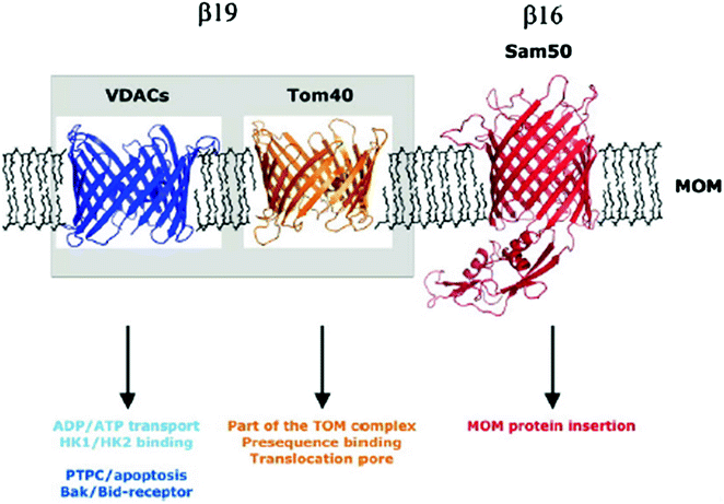 figure 48