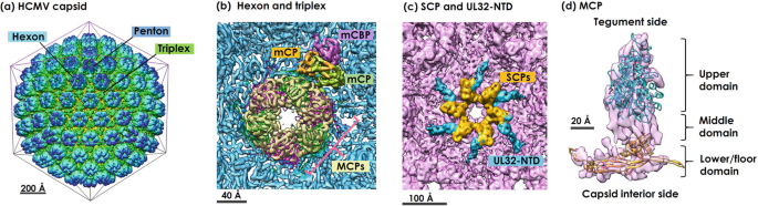Interaction of HCMV capsid proteins SCP and MCP with the core NEC