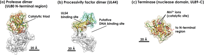 Interaction of HCMV capsid proteins SCP and MCP with the core NEC