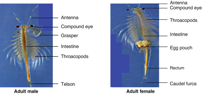 ARTEMIA NAUPLII: Breeding and administration of Brine Shrimp