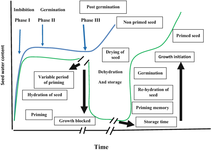 Les phases de la germination - Agronomie