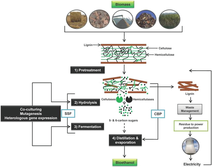 Kluyveromyces marxianus as a microbial cell factory for lignocellulosic  biomass valorisation - ScienceDirect