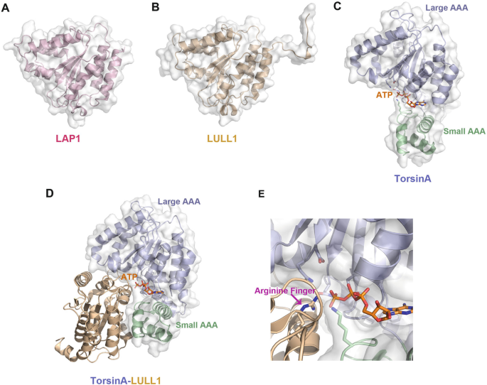 Transport and Communication Across the Nuclear Envelope