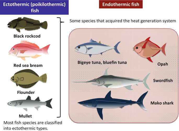 The Mechanism of Low-Temperature Tolerance in Fish | SpringerLink