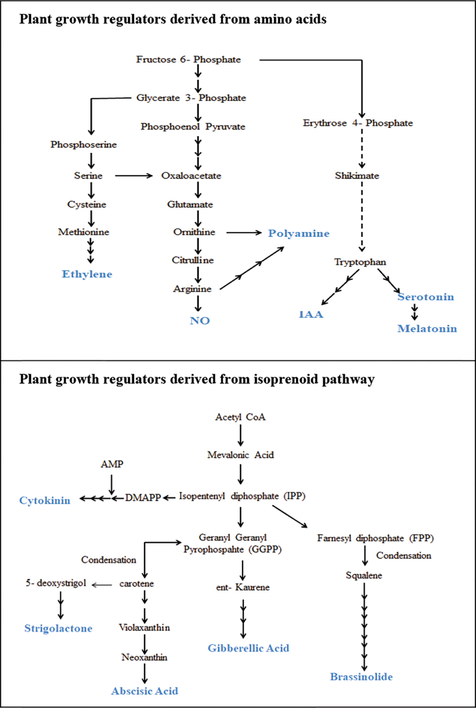 Plant Growth Regulators: An Overview | Springer Nature Link