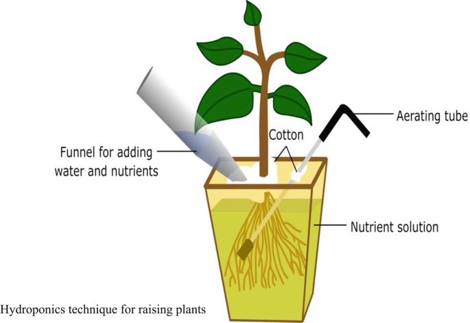 Plant Mineral Nutrition | SpringerLink