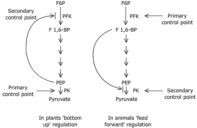 Respiration | Springer Nature Link