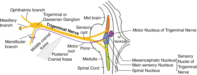 Mandibular Nerve v3: motor and sensory branches Diagram