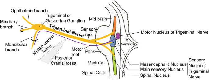 Trigeminal nerve Anatomy - The Mandibular nerve 