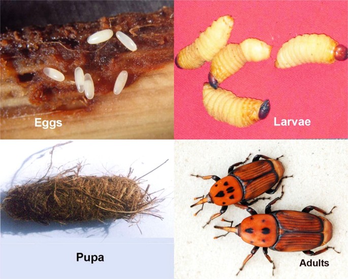 PDF) Growth Performance of the Red-Stripe Weevil Rhynchophorus schach Oliv.  (Insecta: Coleoptera: Curculionidae) on Meridic Diets